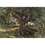 POSTER PHOTO MURAL "Olive Tree"