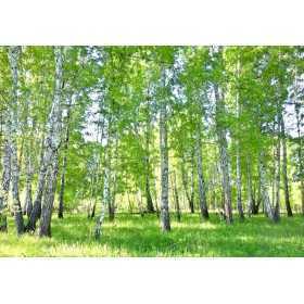 POSTER PHOTO MURALE NATURE FORÊT