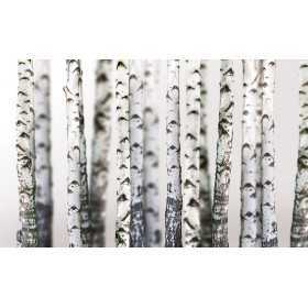 POSTER PHOTO MURALE NATURE FORÊT DE BOULEAUX
