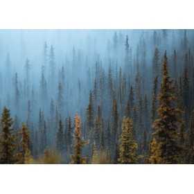 POSTER PHOTO MURALE NATURE FORET TROPICAL