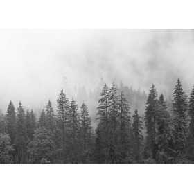 POSTER PHOTO MURALE NATURE FORET