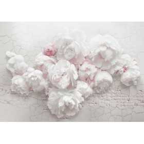 POSTERS PHOTO MURALE DESIGN MODERNE MOTIF ROSES