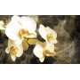 POSTERS PHOTO MURALE DESIGN MODERNE FLEURS VANILLE